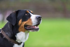 Greater-Swiss-Mountain-Dog