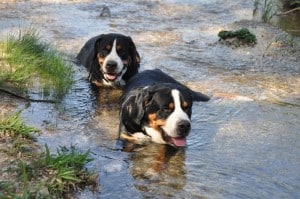 Greater-Swiss-Mountain-Dog1