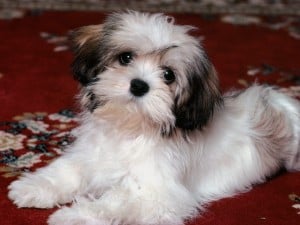 Havanese1