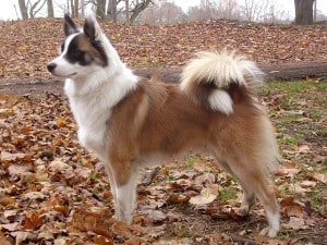 Icelandic-Sheepdog