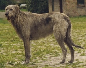 Irish-Wolfhound