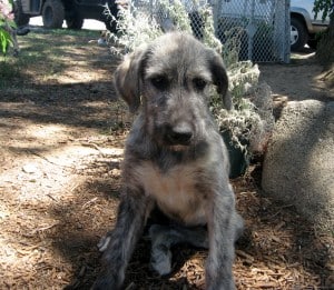 Irish-Wolfhound1