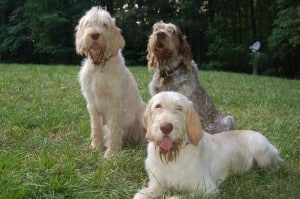 Italian-Spinone