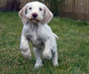 Italian-Spinone1