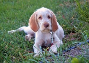 Italian-Spinone2