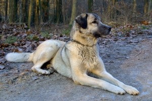 Kangal-Dog