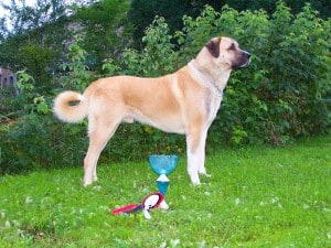 Kangal-Dog1