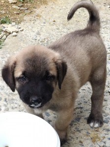 Kangal-Dog2