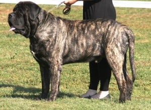 Mastiff