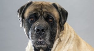 Mastiff1