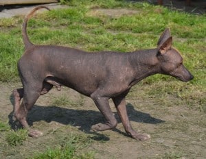 Mexican-Hairless-Miniature