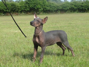 Mexican-Hairless-Miniature1