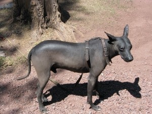 Mexican-Hairless-Standard1