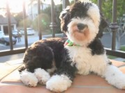 Sheepadoodle