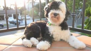 Sheepadoodle