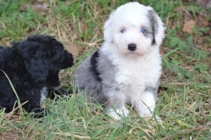 Sheepadoodle1