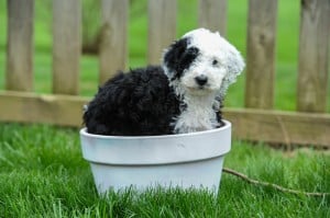 old english sheepdog poodle mix