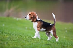 Beagles