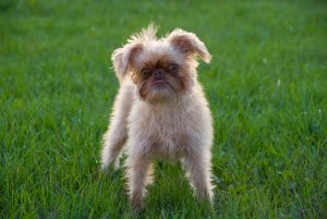 Belgian-Griffon