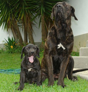 Brazilian-Mastiff