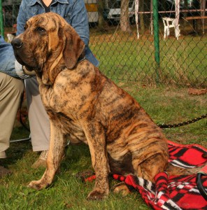 Brazilian-Mastiff1