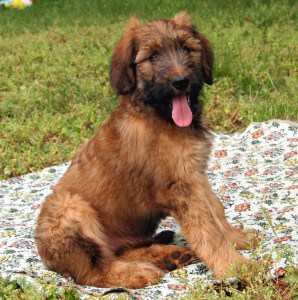 Briard