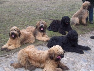 Briard1