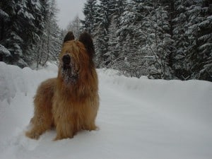 Briard2