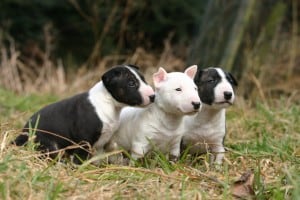 mini bull chiots triplés intrigués