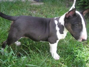 Bull-Terrier-Miniature1