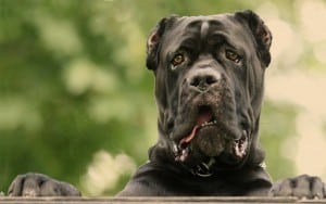 Cane-Corso1