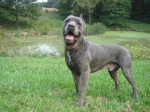 Cane-Corso2