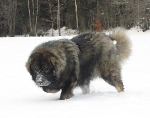 Caucasian-Mountain-Dog