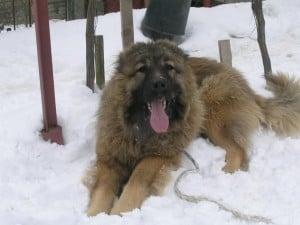 Caucasian-Mountain-Dog1