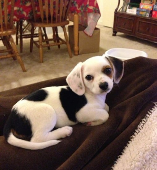Cheagle, Beagles and Chihuahua Mix - SpockTheDog.com