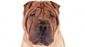 Chinese-Shar-Pei