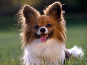 Continental-Toy-Spaniel