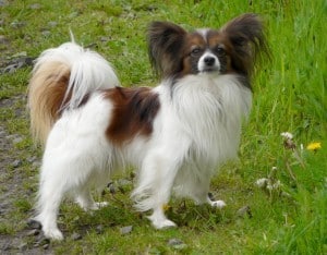 Continental-Toy-Spaniel