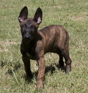 Dutch-Shepherd1