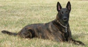 Dutch-Shepherd2