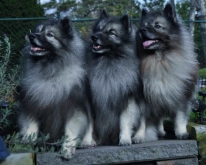 Keeshond