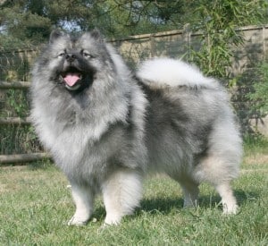 Keeshond1