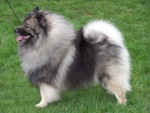 Keeshond2