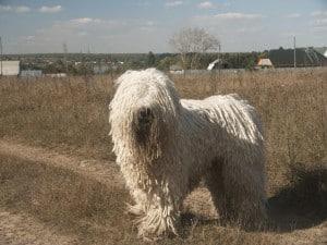 Komondor