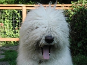 Komondor2