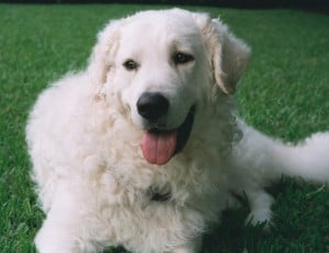 Kuvasz1