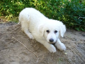 Kuvasz2