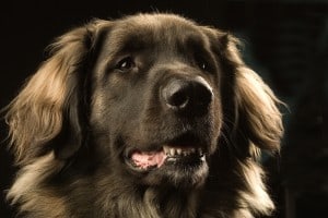 Leonberger