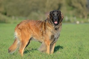 Leonberger2