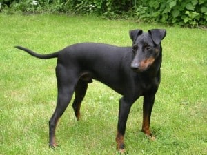 Manchester-Terrier